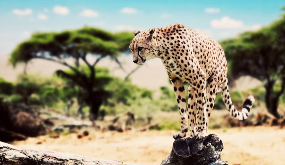 2 Days Masai Mara Safari
