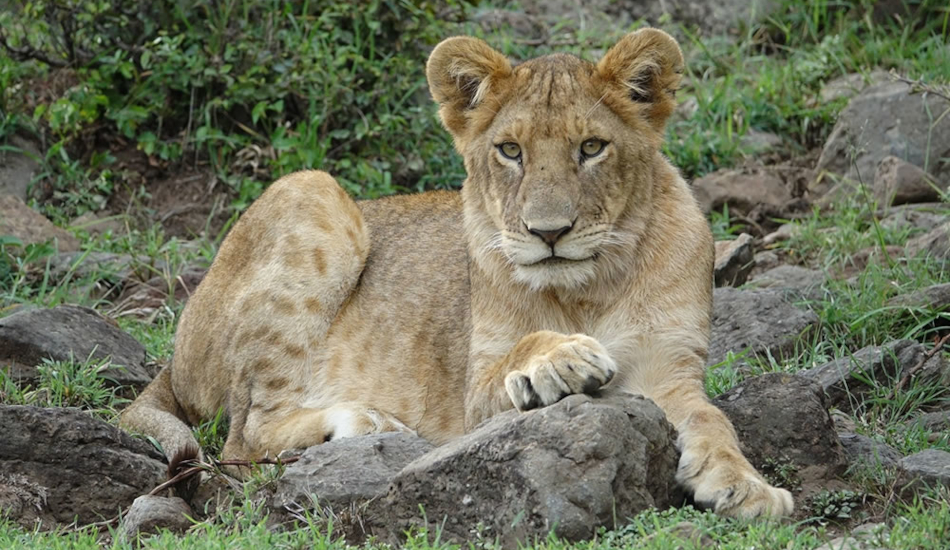 3 Days Amboseli Flying Safari