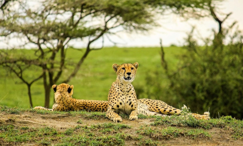 3-Days Ngorongoro Crater & Lake Manyara National Park