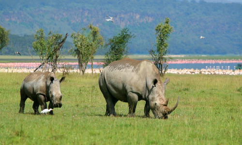 4 Days Masai Mara & Lake Nakuru