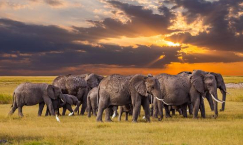 4 Days Ngorongoro and Serengeti Safari