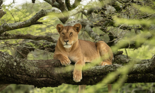 5 Days Tanzania Wildlife Safari