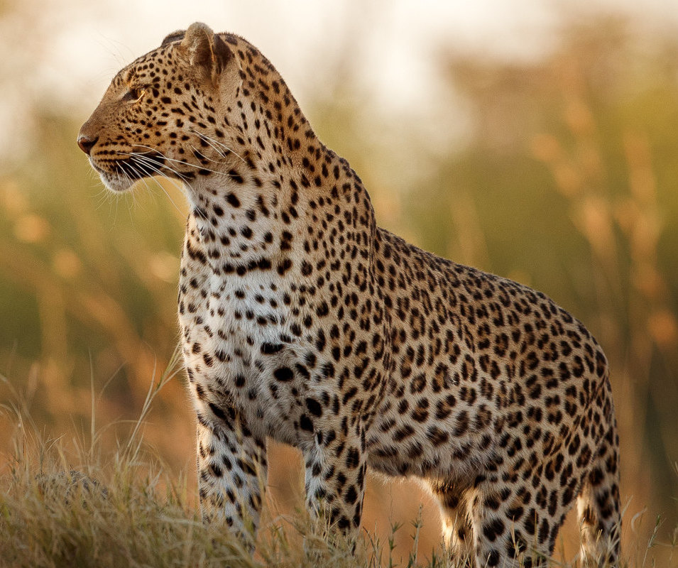 Masai Mara Strategic