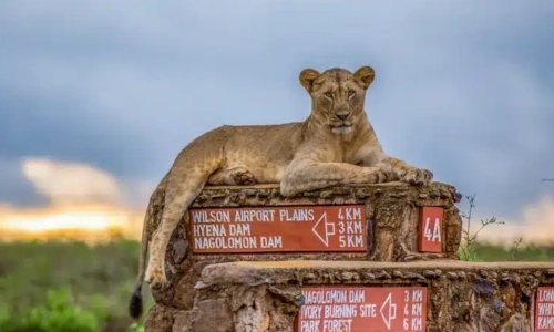 3 Days Masai Mara Safari
