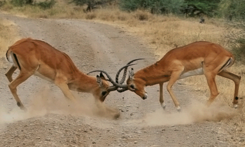 Nairobi National Park & David Sheldrick Day Tour
