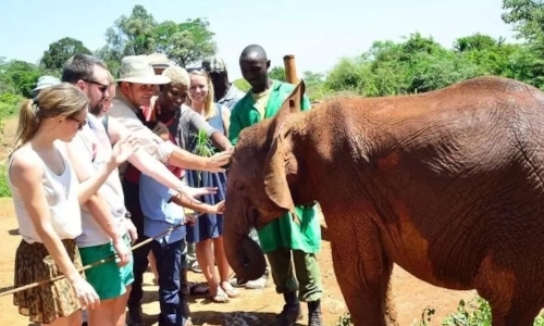 Nairobi National Park & Giraffe centre Day Tour